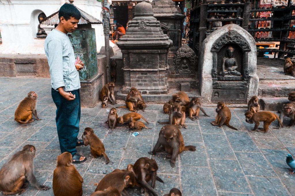 monkeys-in-thailand